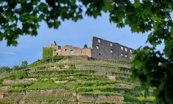 Zähringer Burgruine auf dem weinbewachsenen Schlossberg